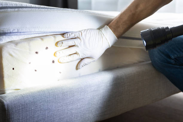 Best Wasp Removal Services  in Dallastown, PA